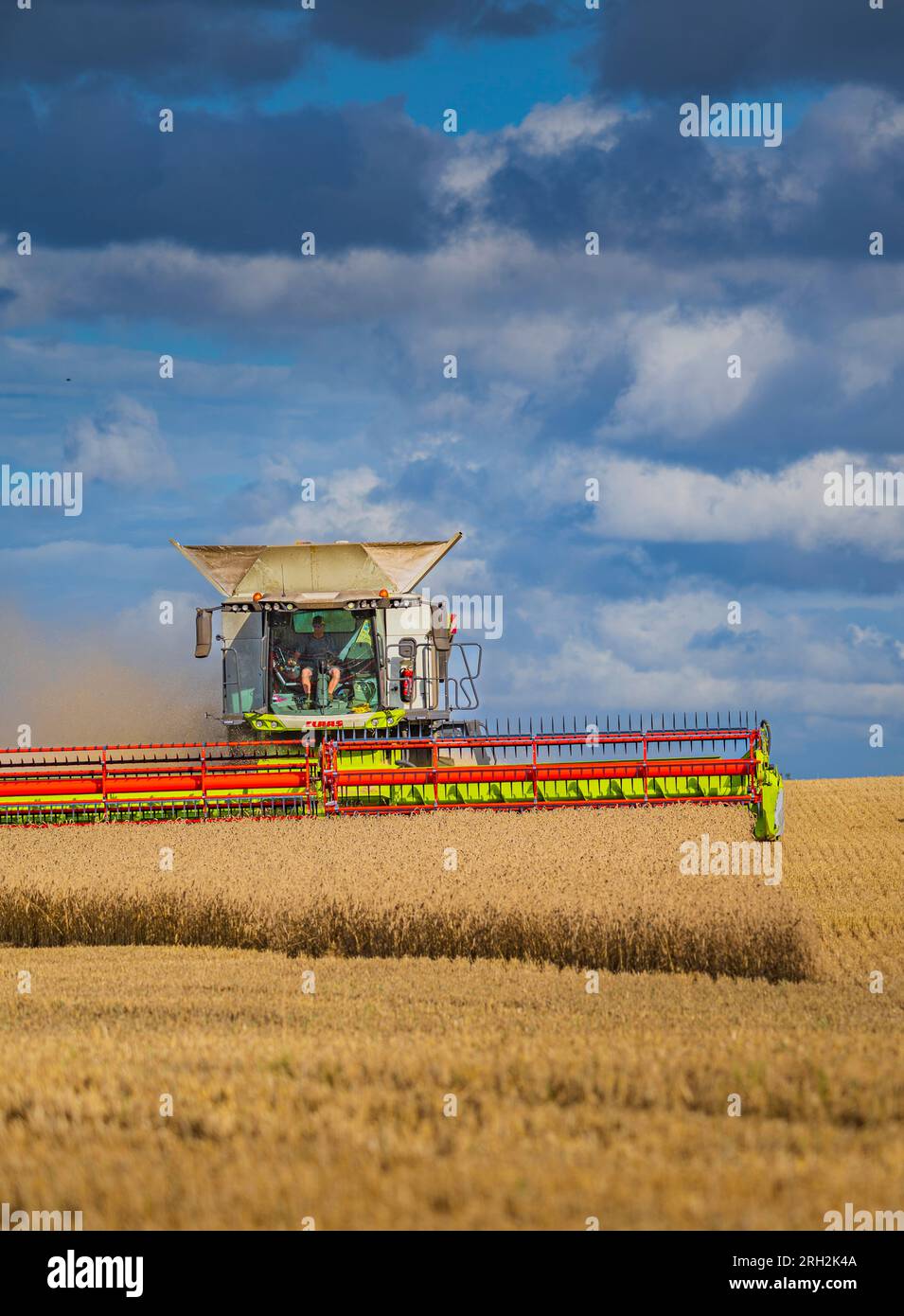 A combine harvester working in a field of wheat to harvest the corn under a stormy blue sky on a summer’s day in the UK Stock Photo