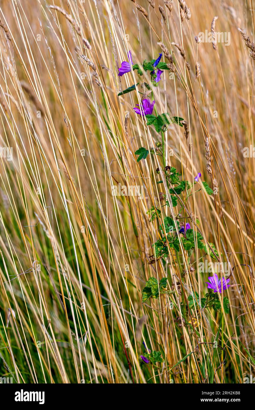 A wild flower stands out from its surrounding dry grasses, North