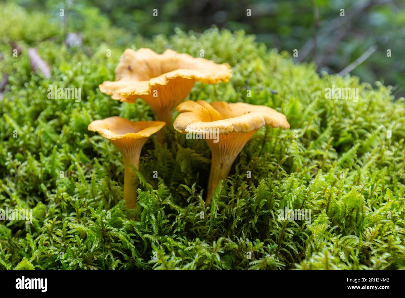 Smooth chanterelle mushroom Cantharellus lateritius Stock Photo Alamy