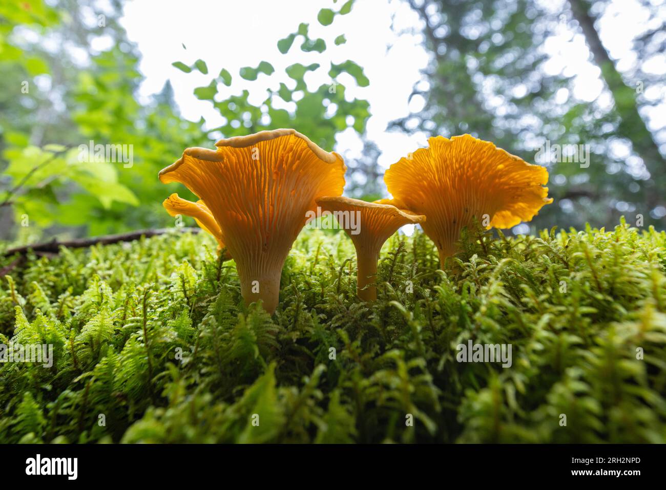Smooth chanterelle mushroom Cantharellus lateritius Stock Photo Alamy