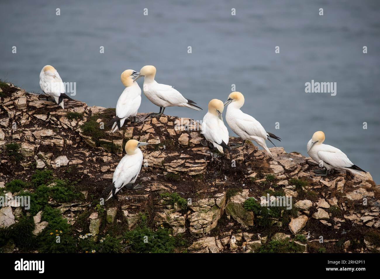A colony of Northern Gannets ( Morus bassanus) on the cliff face at Bempton Cliffs, East Yorkshire during the breeding season Stock Photo