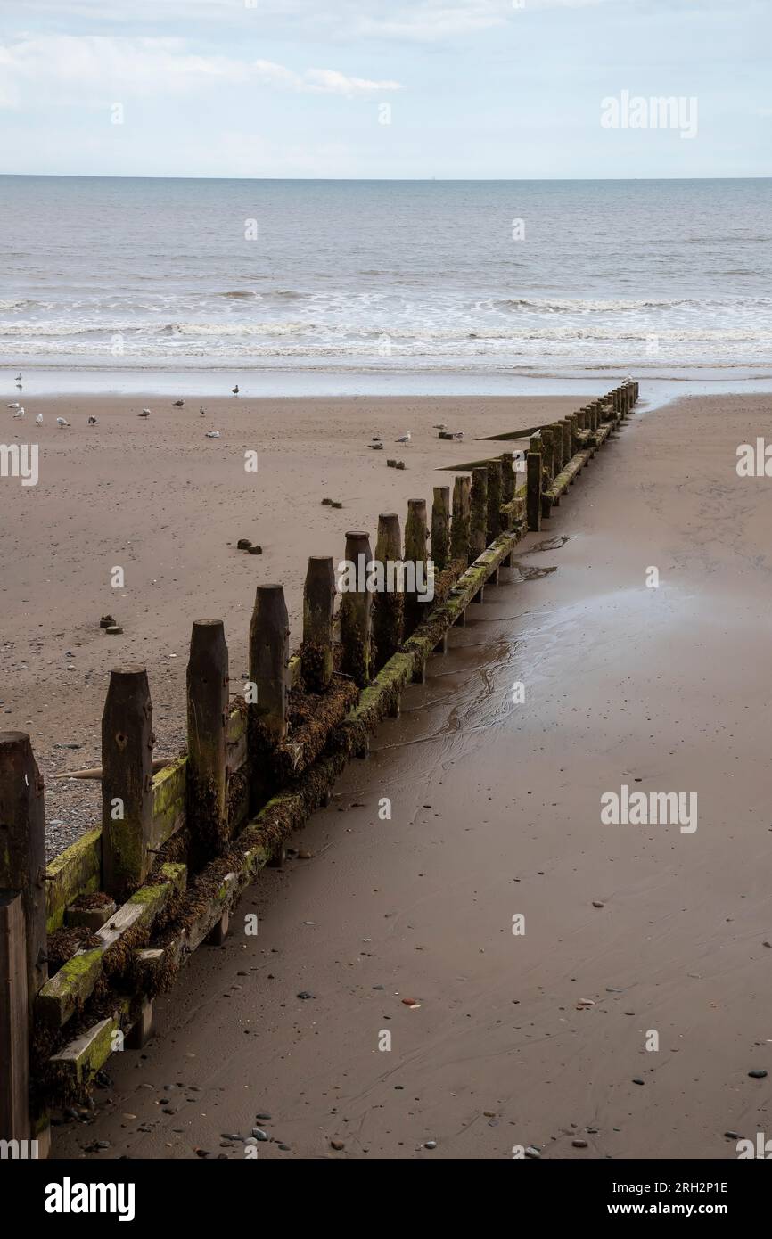 A close up of sea defensive groynes on the sandy beach at Hornsea on the East Yorkshire coast of the U.K. Stock Photo