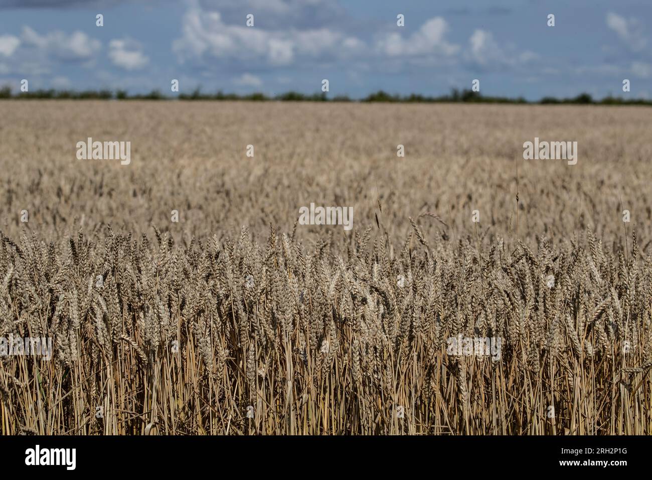 A large field of wheat stretching into the distance ready to be harvested during summer on the flat lands of East Yorkshire Stock Photo