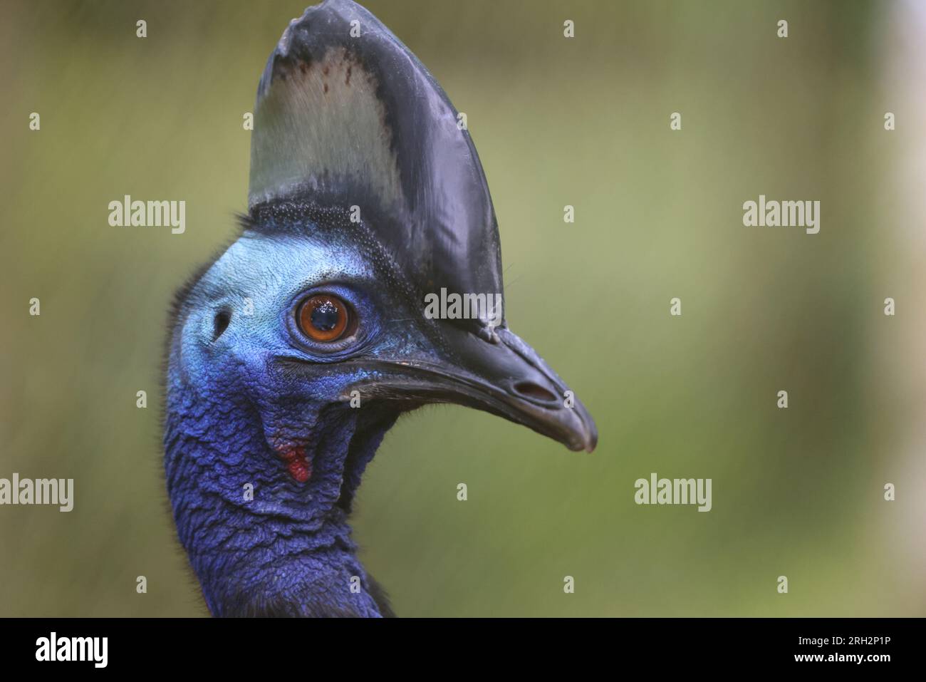 The northern cassowary (Casuarius unappendiculatus) also known as the one-wattled cassowary is a large, stocky flightless bird of northern New Guinea. Stock Photo