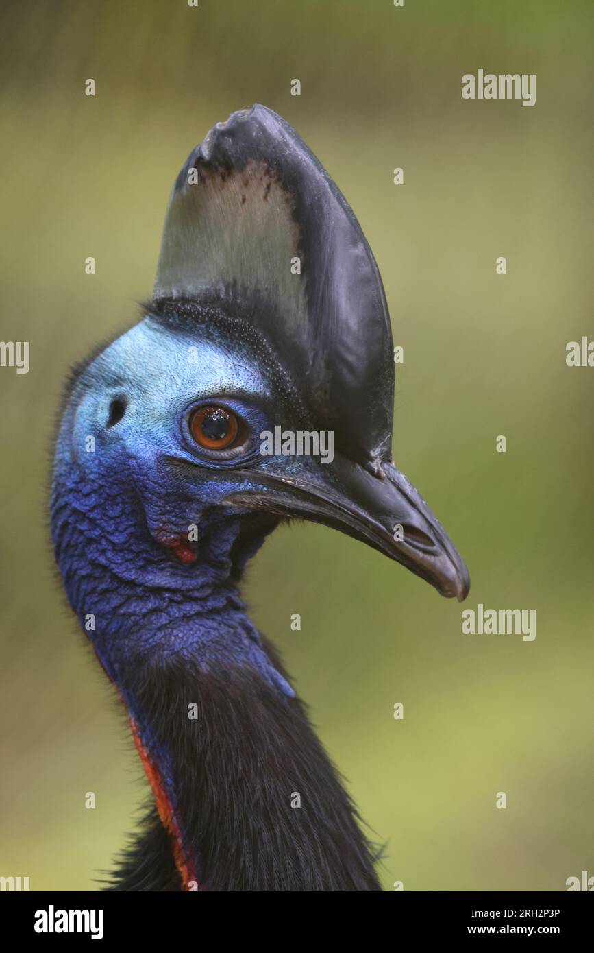 The northern cassowary (Casuarius unappendiculatus) also known as the one-wattled cassowary is a large, stocky flightless bird of northern New Guinea. Stock Photo