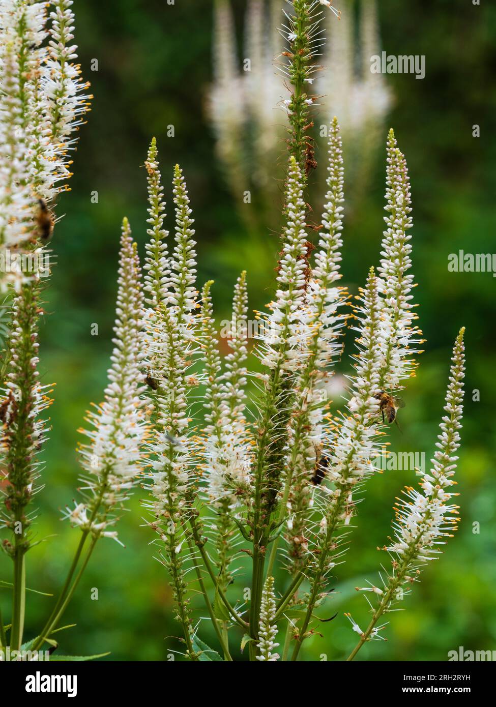Small white flowers in the spikes of the summer bloomng  hardy perennial Culver's root, Veronicastrum virginicum 'Album' Stock Photo