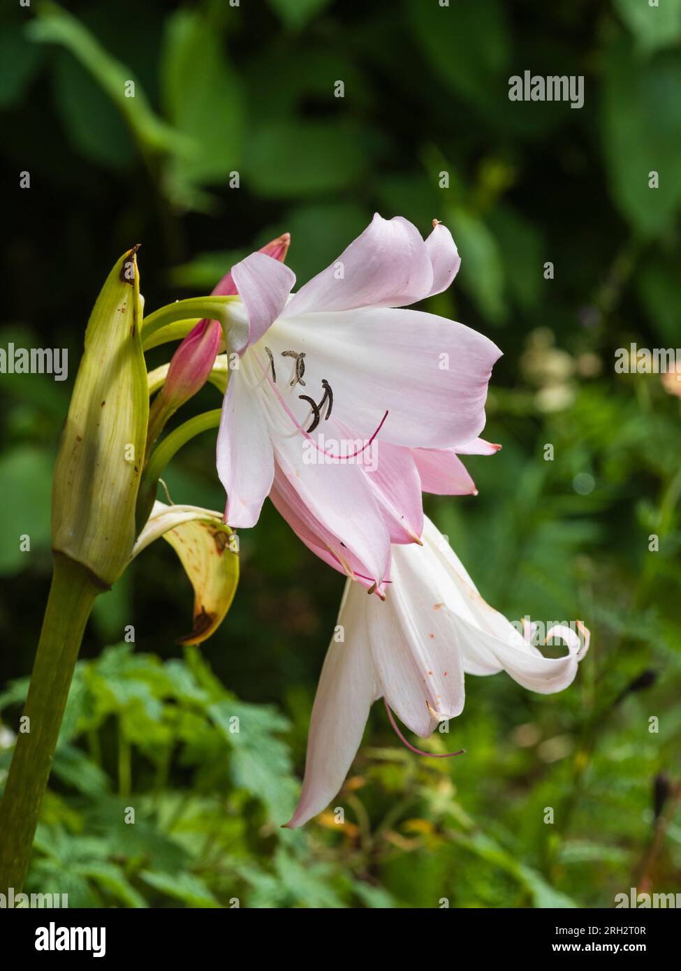 Pink tinged white flowers of the half hardy, summer flowering cape lily bulb, Crinum x powellii Stock Photo