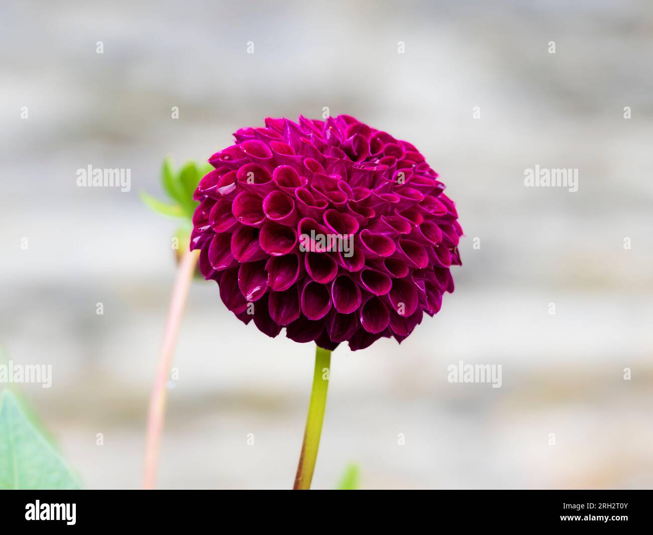 Tightly packed pink-violet petals in the small, globular head of the pompom dahlia, Dahlia 'Aurwen's Violet' Stock Photo