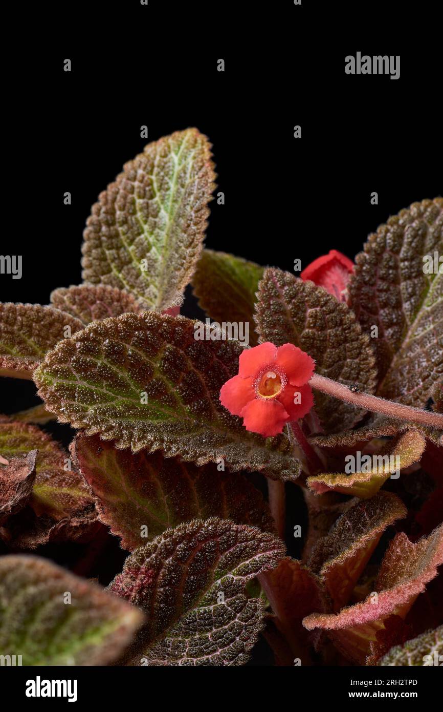 close-up of flame violet or silver inch plant with small, bright red flower, episcia supreata, coppery brown popular houseplant for colorful Stock Photo