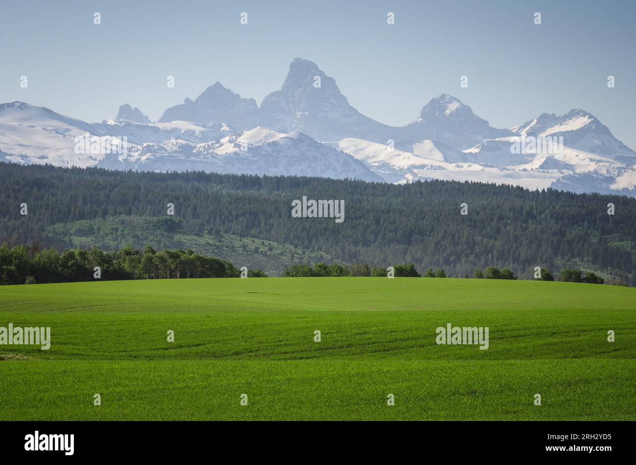 Rolling green wheat fields and the Teton Mountains in early summer. Teton Valley, Idaho, USA Stock Photo