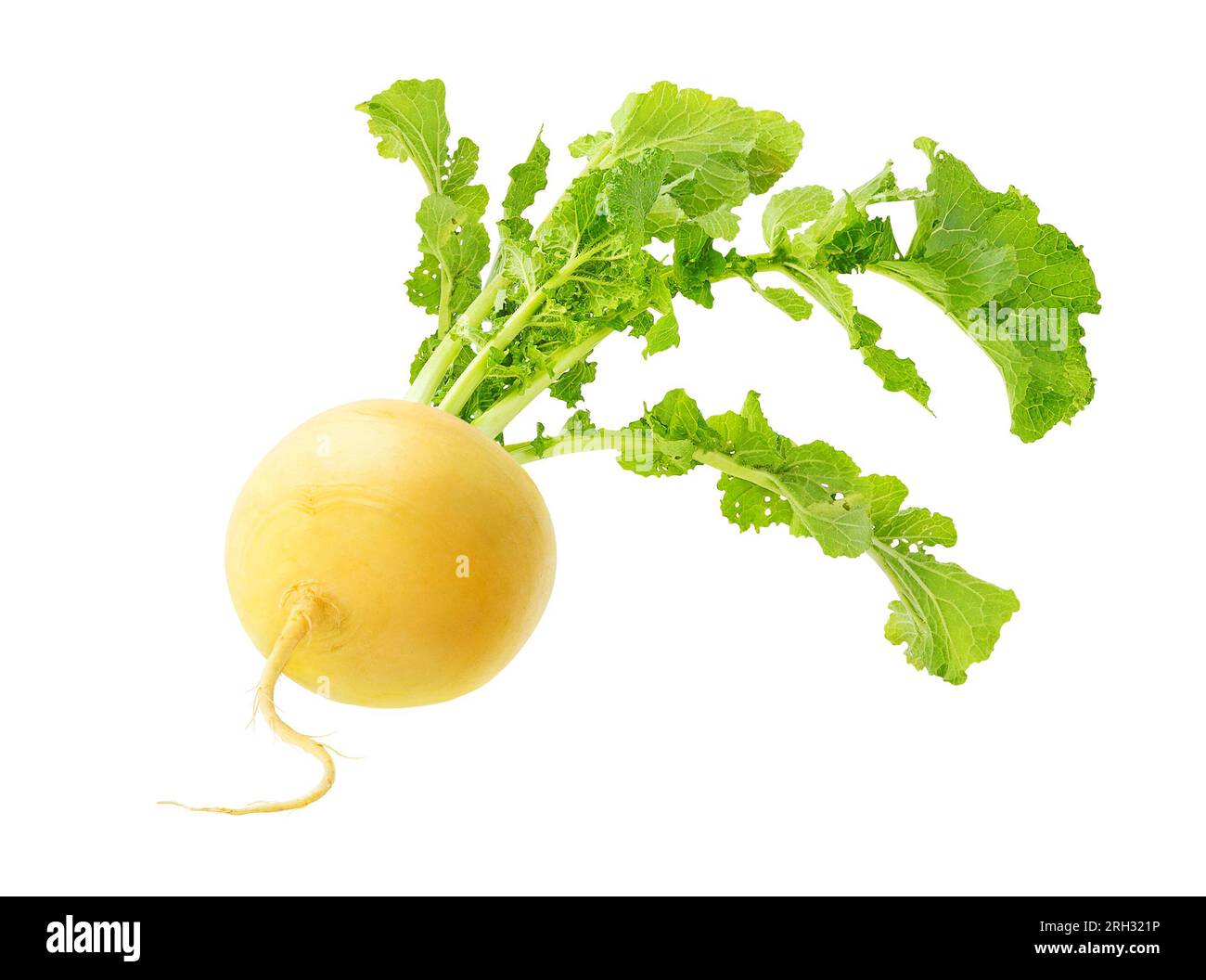 One yellow turnip with leaves isolated on white background Stock Photo