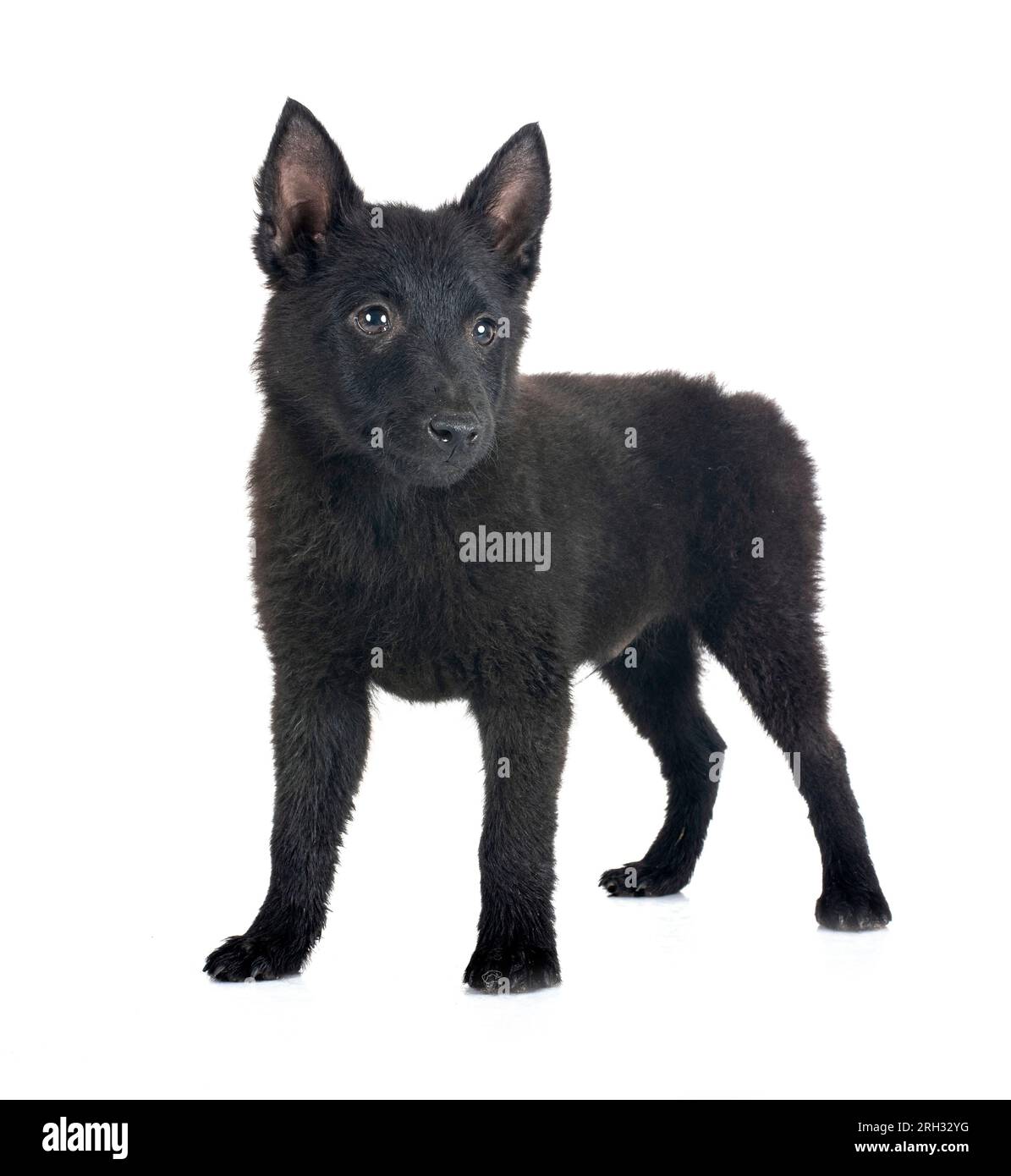 young Schipperke in front of white backgruond Stock Photo