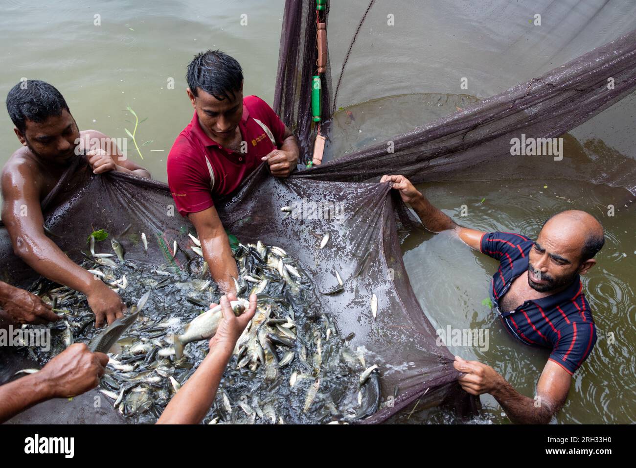 Munshiganj, Dhaka, Bangladesh. 13th Aug, 2023. Fishermen catch fish in a  pond. They practice traditional methods by casting a huge net that catches  a handful of tiny fish. After dropping the net