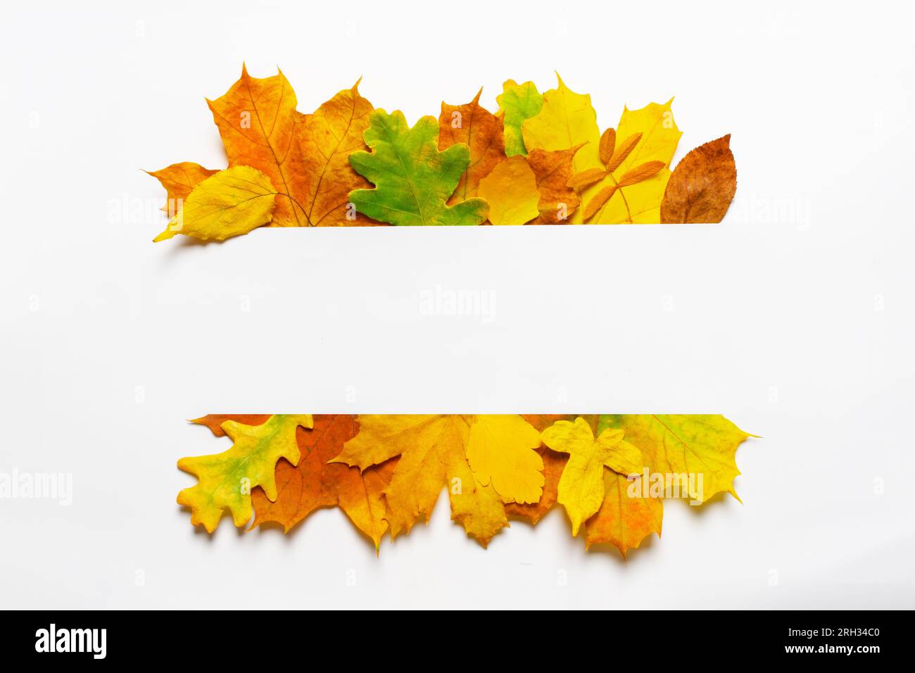 Blank autumn invitation card thanksgiving background. Flat layout fall ...