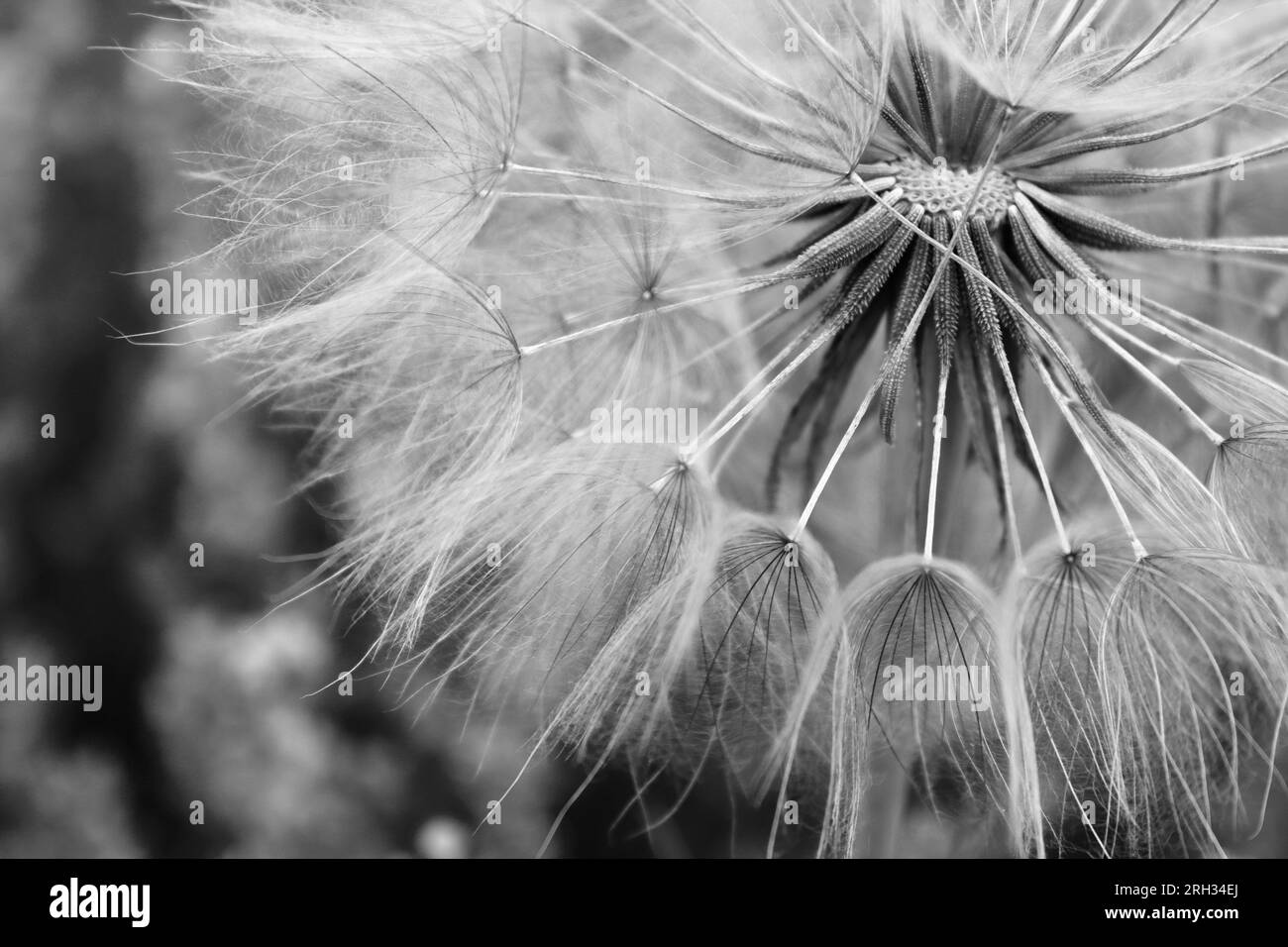 Dandelion white flowers over lavender flowers Stock Photo