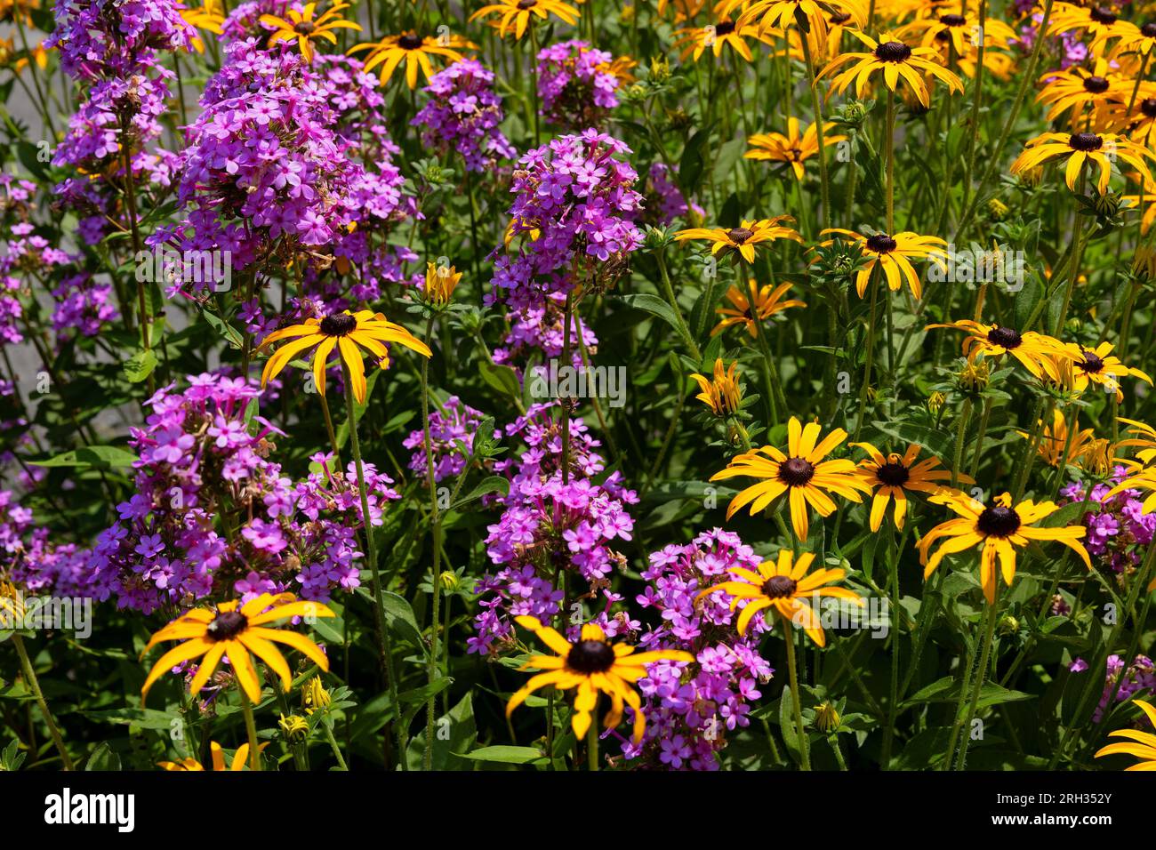 Cheerful yellow flowers hires stock photography and images Alamy — free download