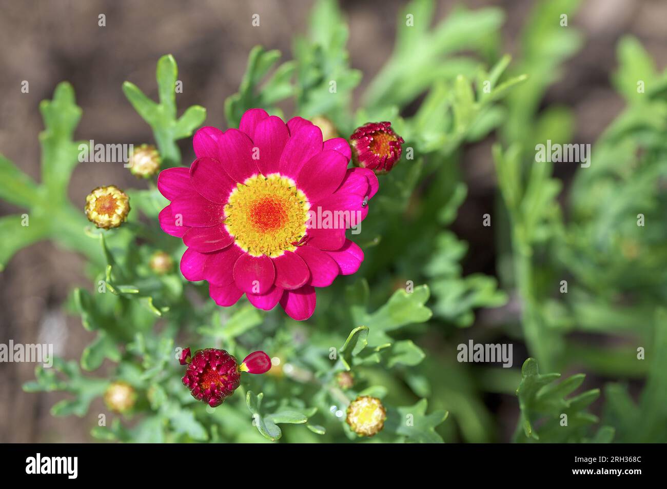 Marguerite daisy (Argyranthemum frutescens) - Angelic Burgundy. Stock Photo