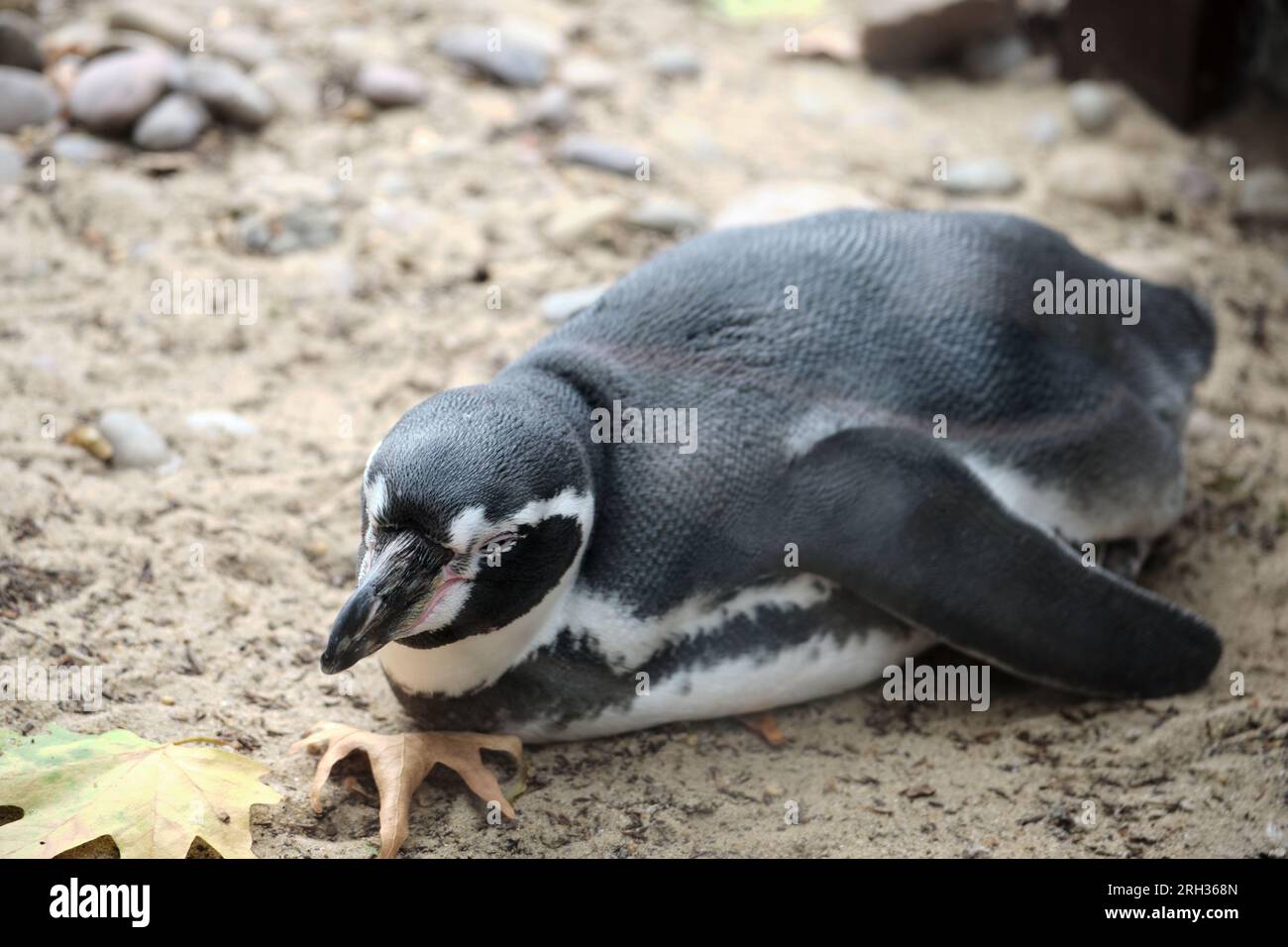 Graceful Flightless Bird: Close-up of a Penguin Stock Photo