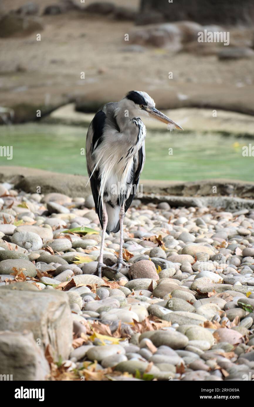 Grey heron standing on pebbles looking around Stock Photo