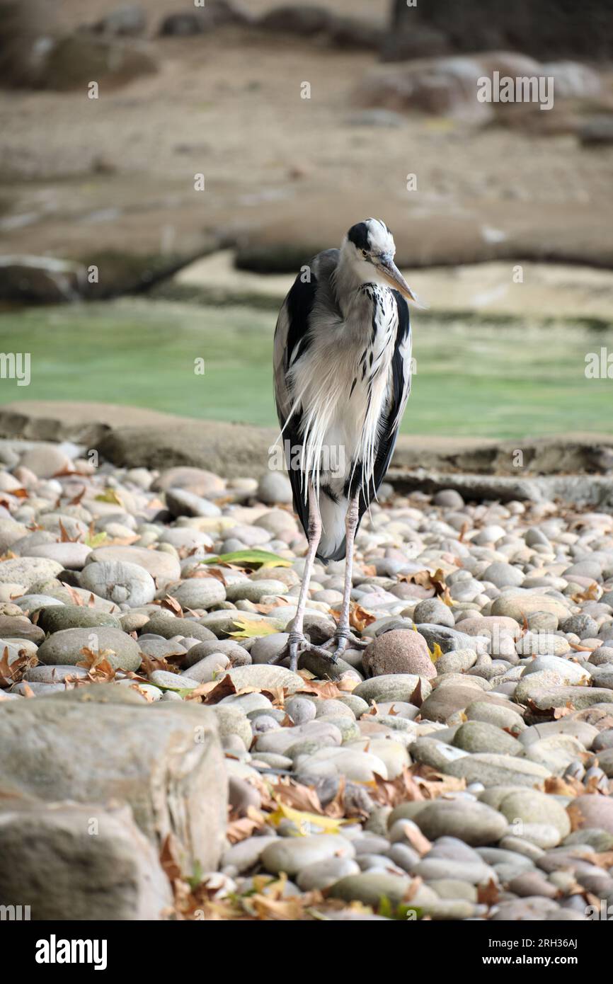 Grey heron standing on pebbles looking around Stock Photo