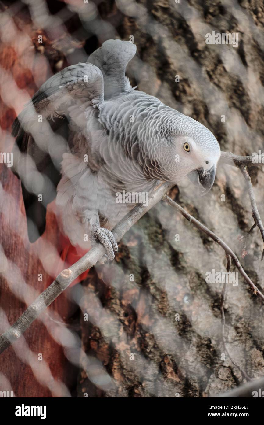 African Grey parrot perching on tree in a cage Stock Photo