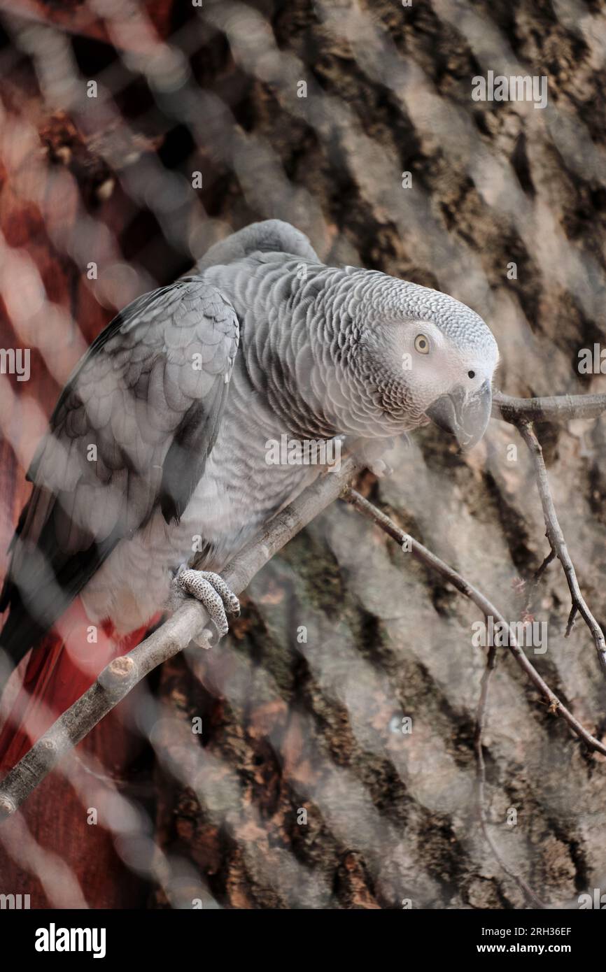 African Grey parrot perching on tree in a cage Stock Photo