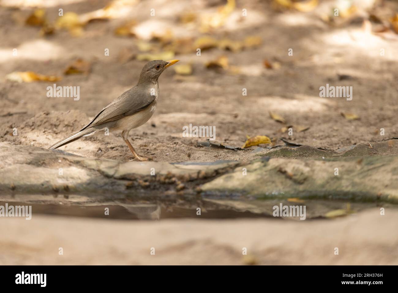 African thrush Turdus pelios, visiting forest drinking pool, Pirang-Bonto Forest Park, Kombo East, The Gambia, March Stock Photo