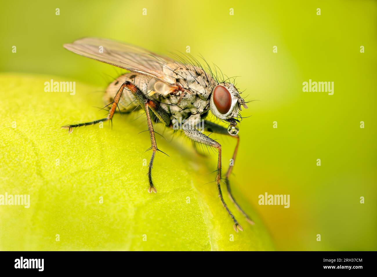 Small Coenosia fly making bubbles to cool down with blurred background and copy space Stock Photo