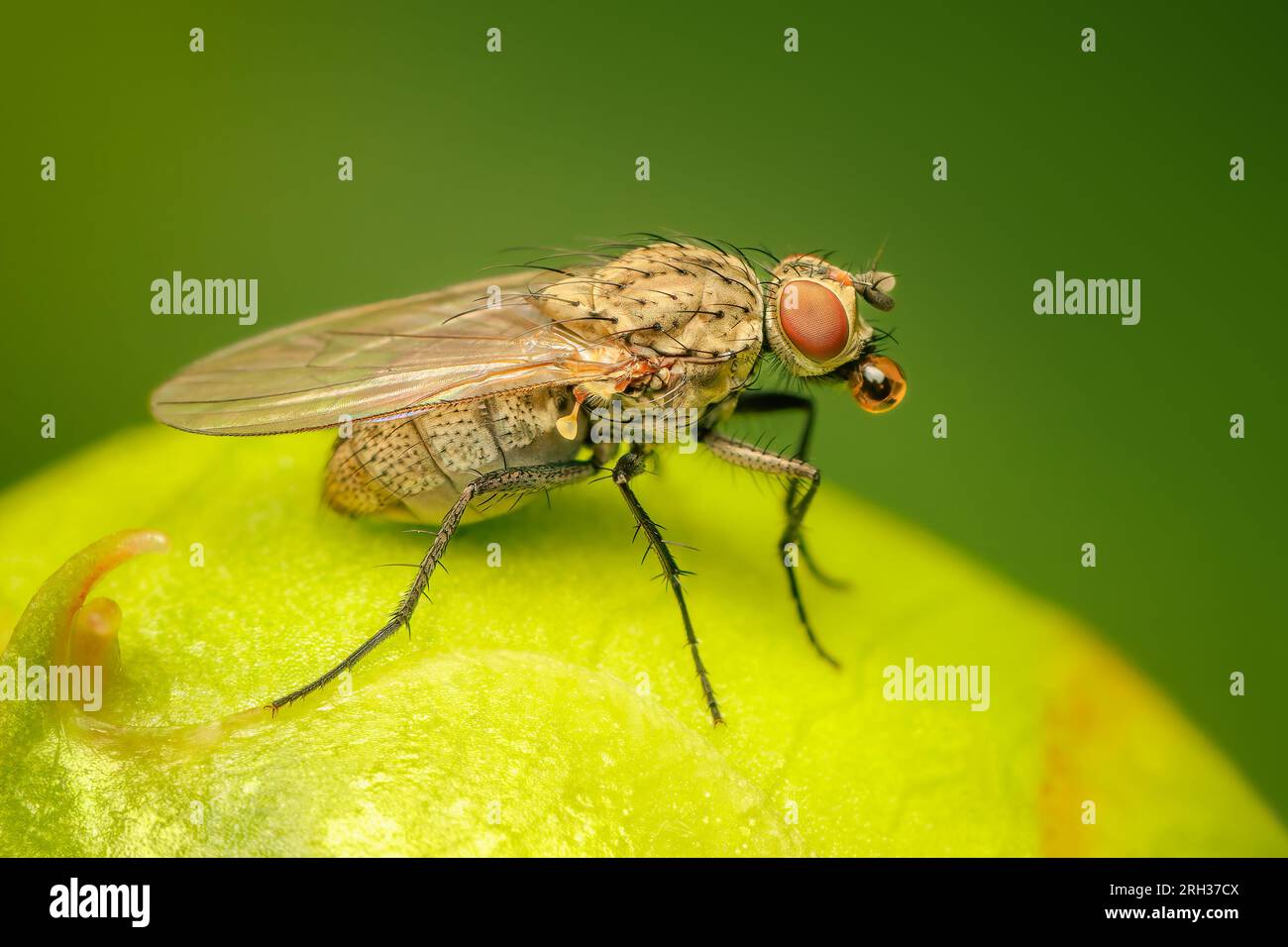 Fly making bubbles to cool down with blurred background and copy space Stock Photo