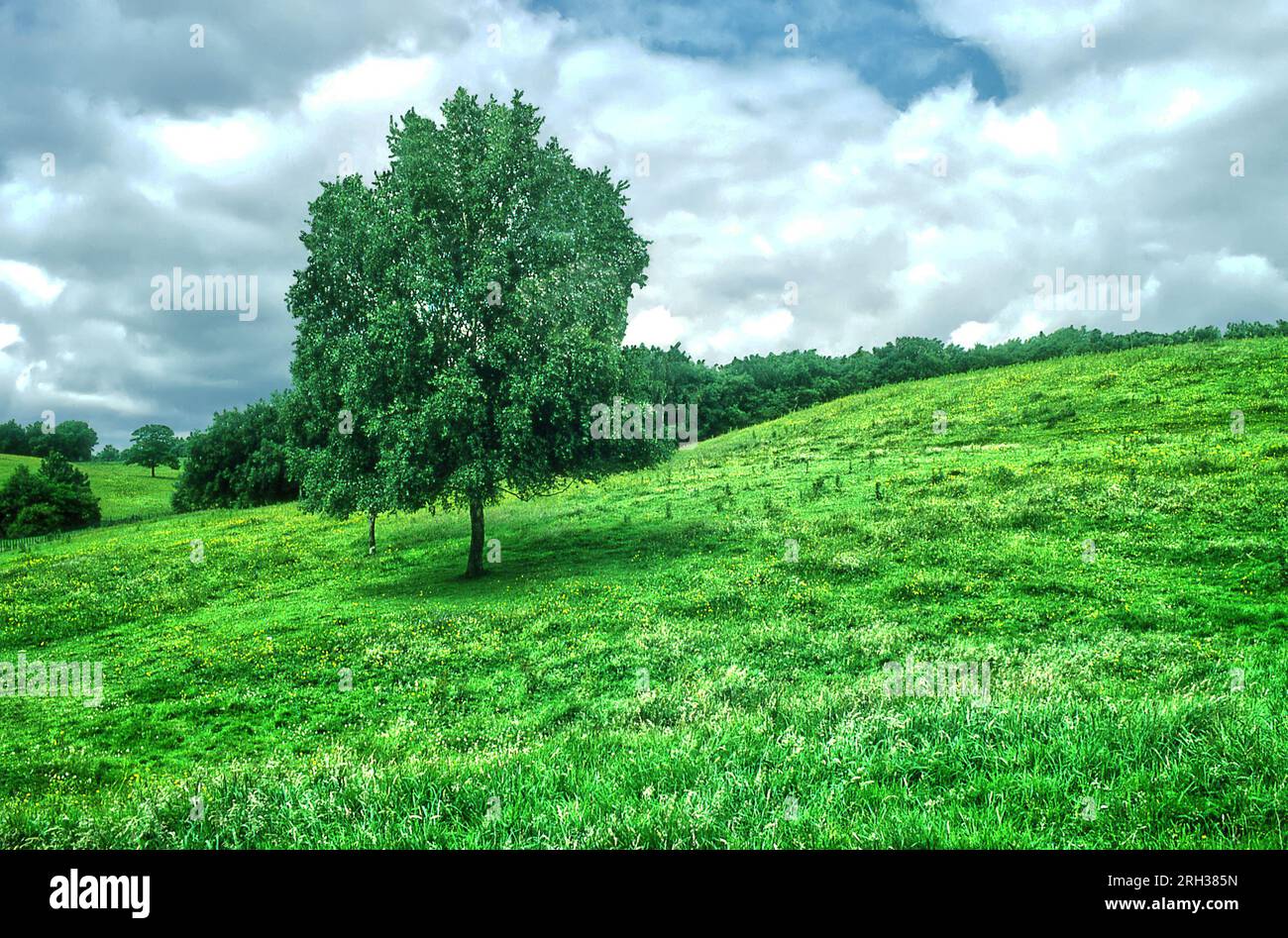 Betula pendula tree common name Silver birch Stock Photo