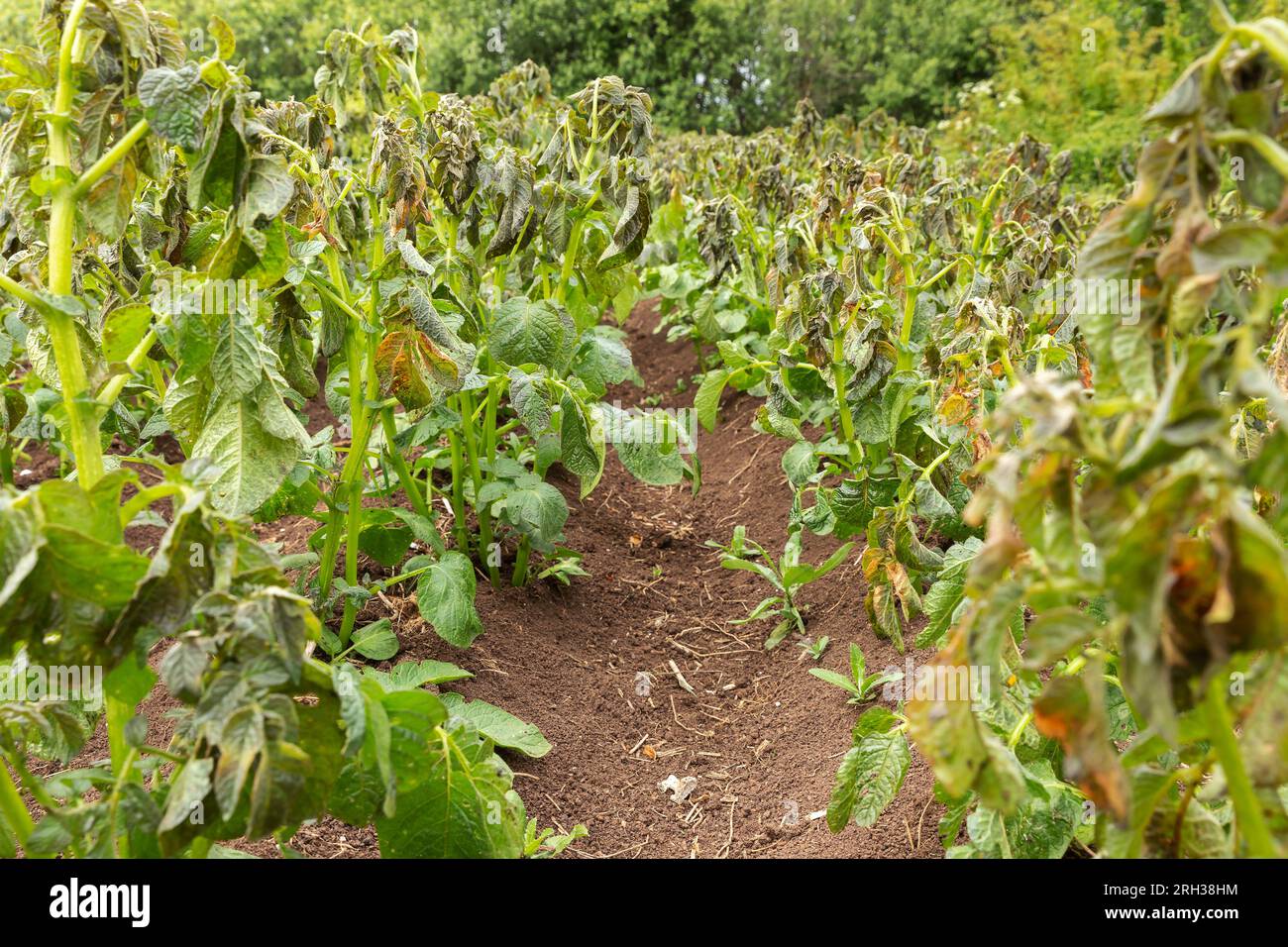 Potato plants damaged by the frost. Potato plants showing signs of frost damage to leaves. potato agricultural field. Stock Photo