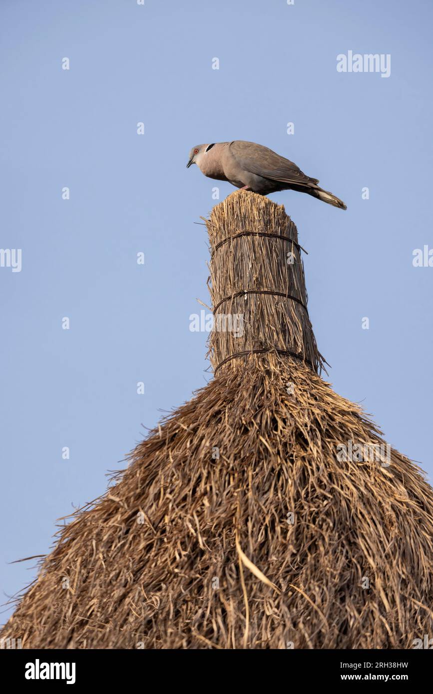 Mourning collared dove Streptopelia decipiens, singing from hut roof