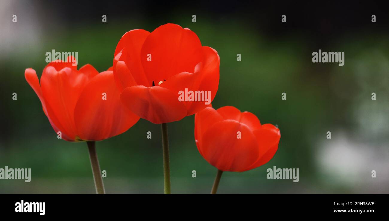 red tulips in spring. beautiful garden background Stock Photo - Alamy