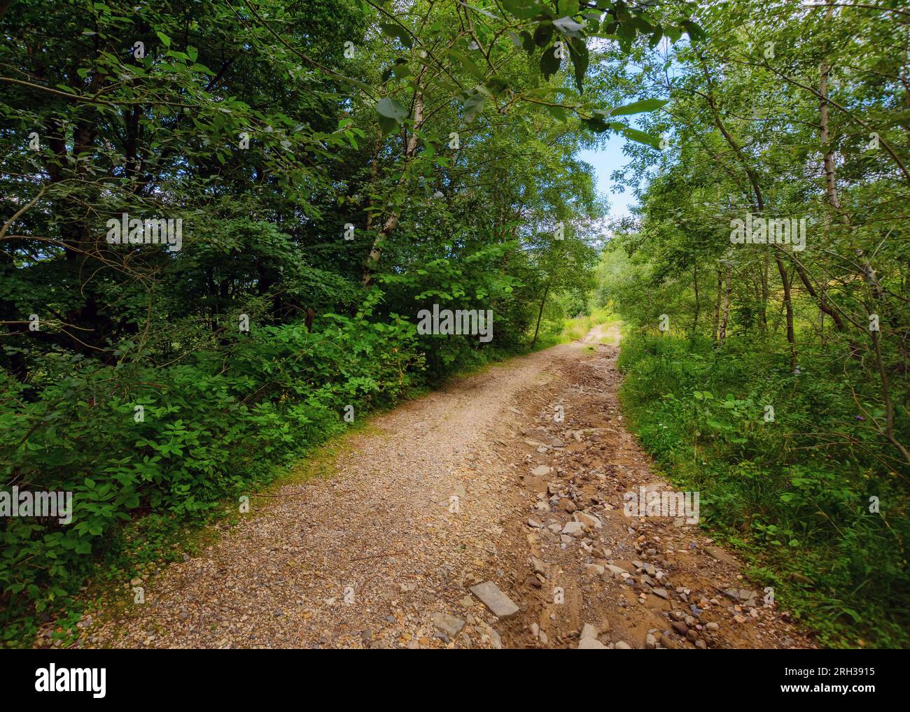 beautiful summer forest park with green trail. countryside landscape ...