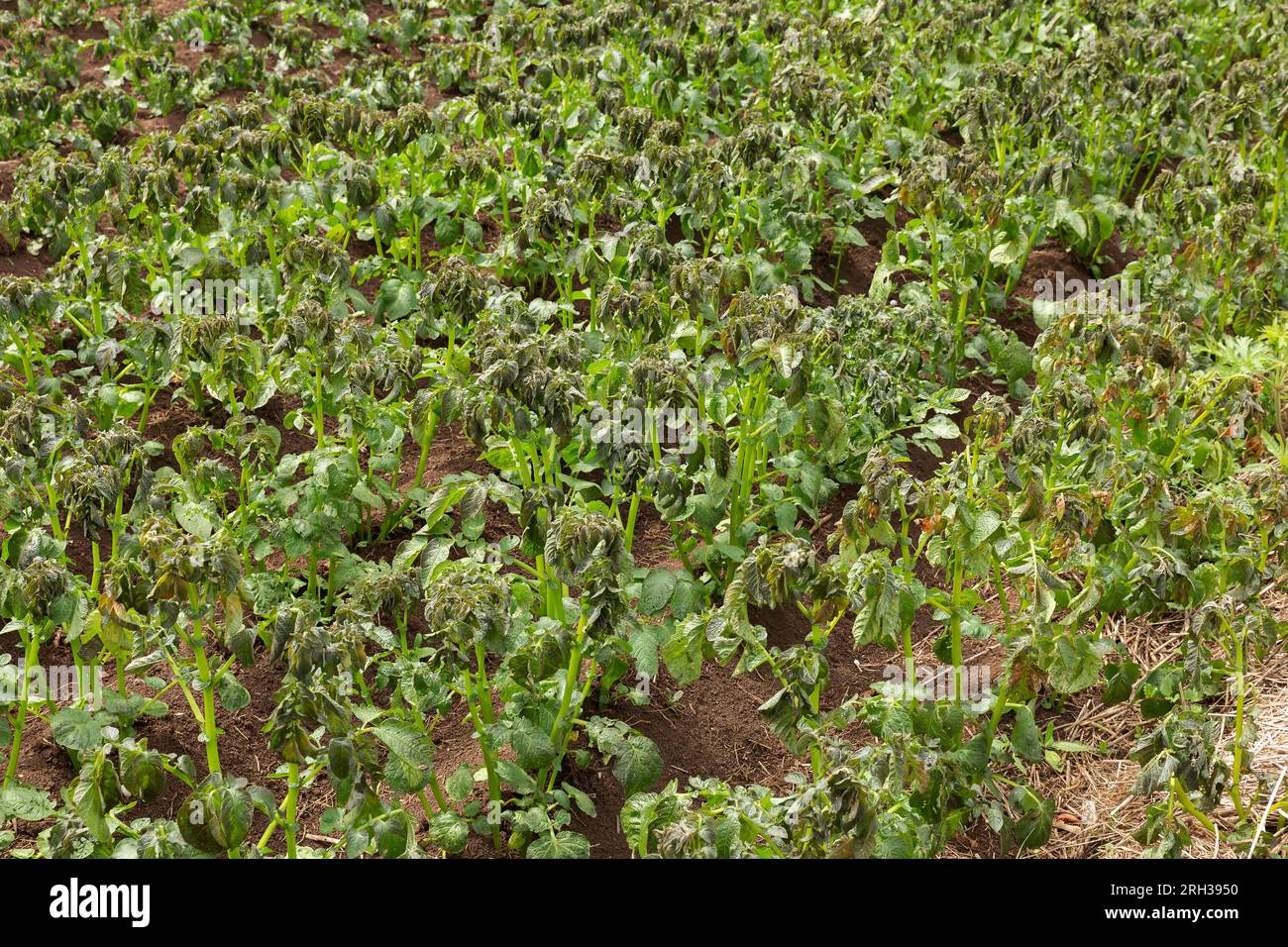 Potato plants damaged by the frost. Potato plants showing signs of