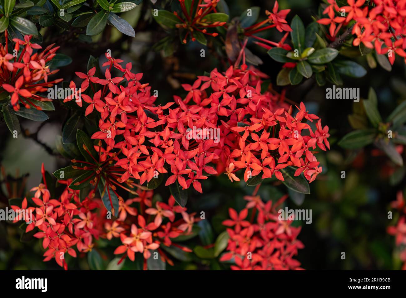 Red Jungle Flame Plant Flower of the genus Ixora Stock Photo