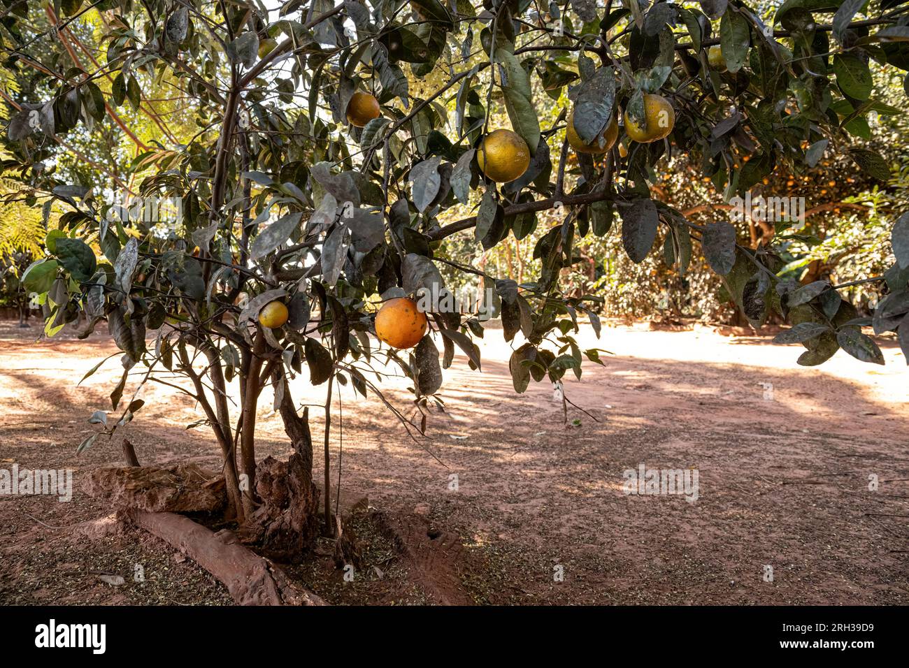 Rangpur Fruit Tree of the genus Citrus Stock Photo