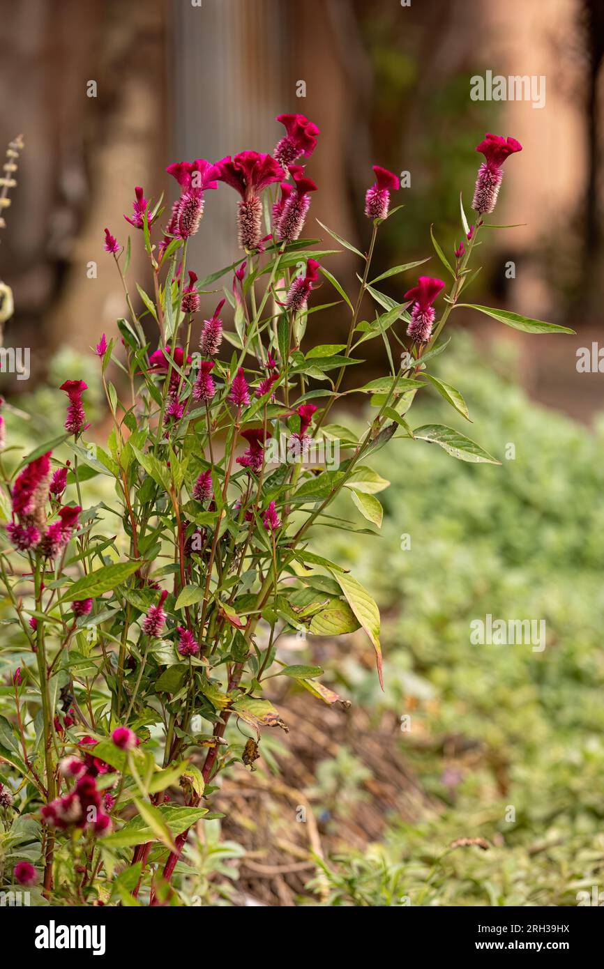 Quail Grass Flowering Plant of the species Celosia argentea Stock Photo