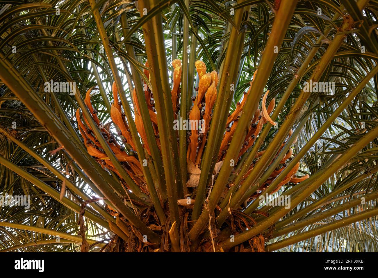 Close up Cycad Plant of the Genus Cycas Stock Photo