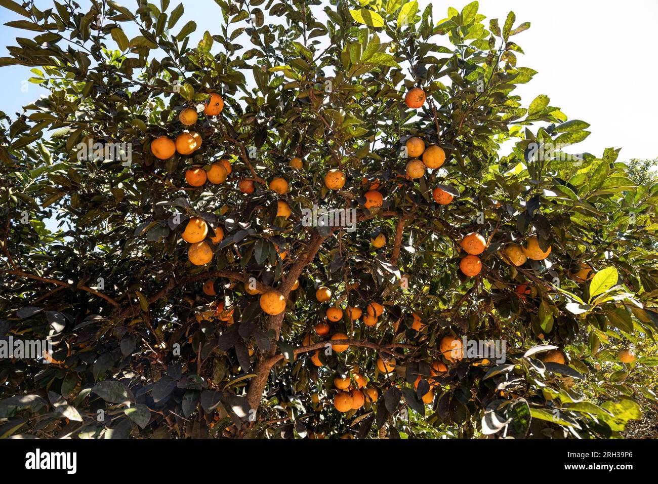 Rangpur Fruit Tree of the genus Citrus Stock Photo