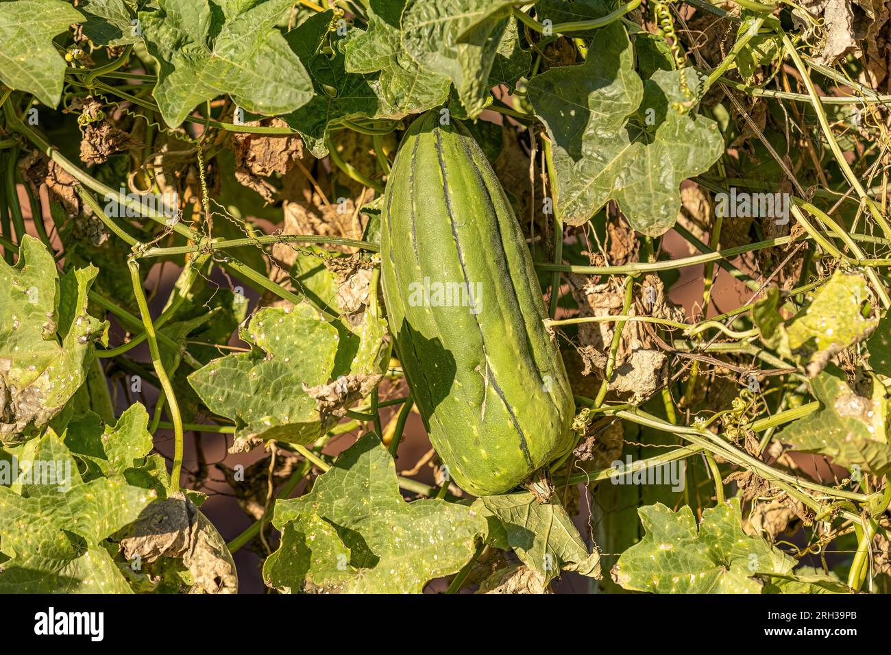 Sponge Gourd Plant Fruit of the species Luffa aegyptiaca Stock Photo