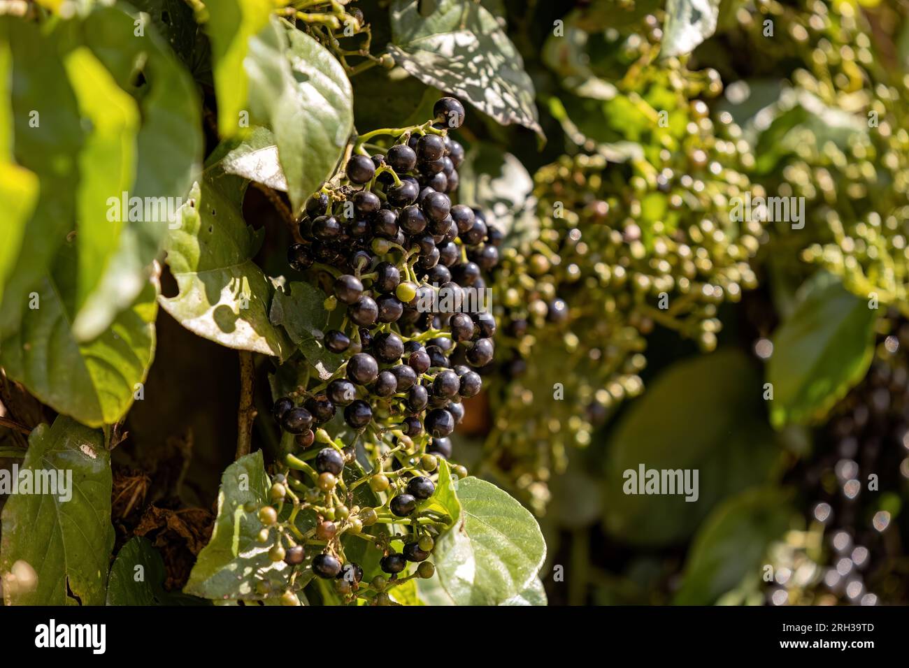 Possum Grape Fruiting Plant of the species Cissus verticillata Stock Photo