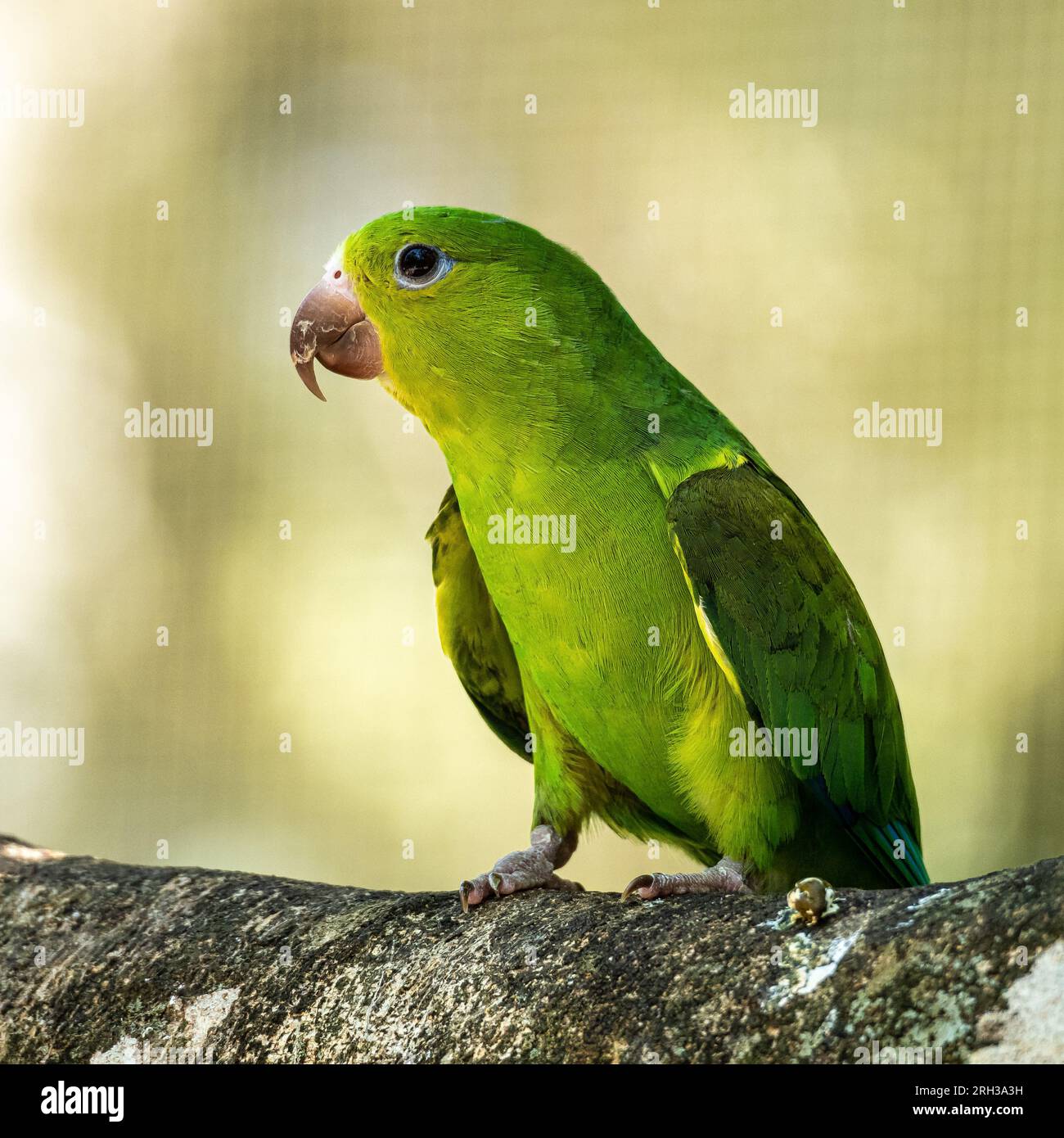 Plain parakeet, Brotogeris tirica, a species of parrot endemic to Brazil. Here in Iguazu National park, Foz do Iguacu, Brazil Stock Photo