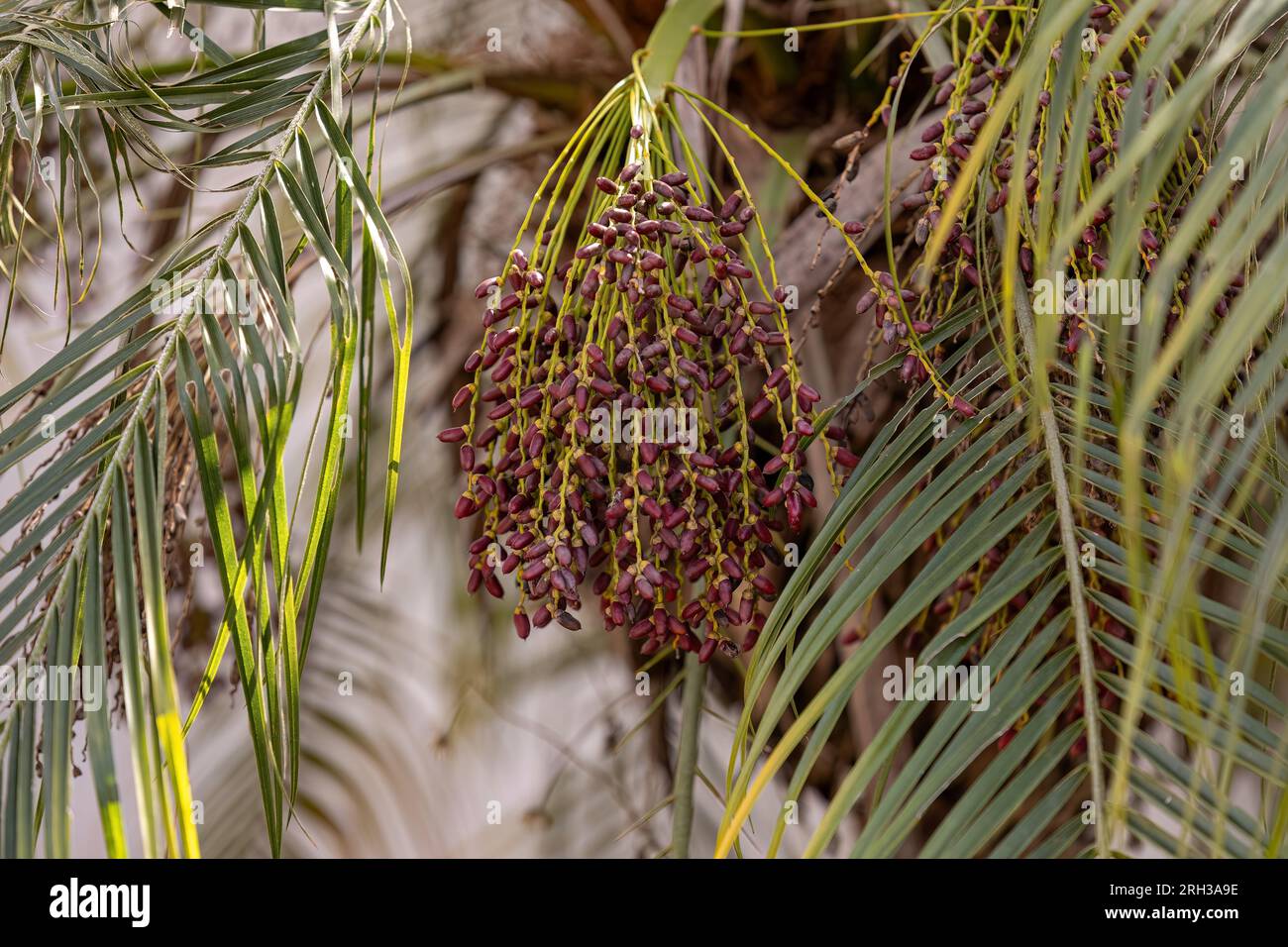 Pygmy Date Palm Poisonous
