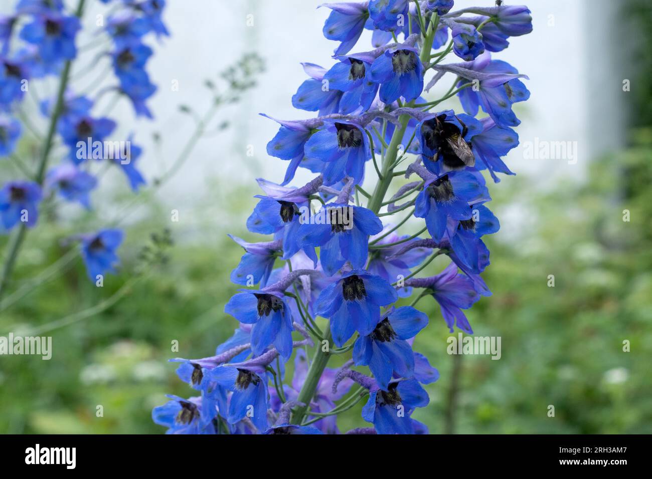 Bumblebee flies to the bright blue delphinium in sunny garden Stock Photo