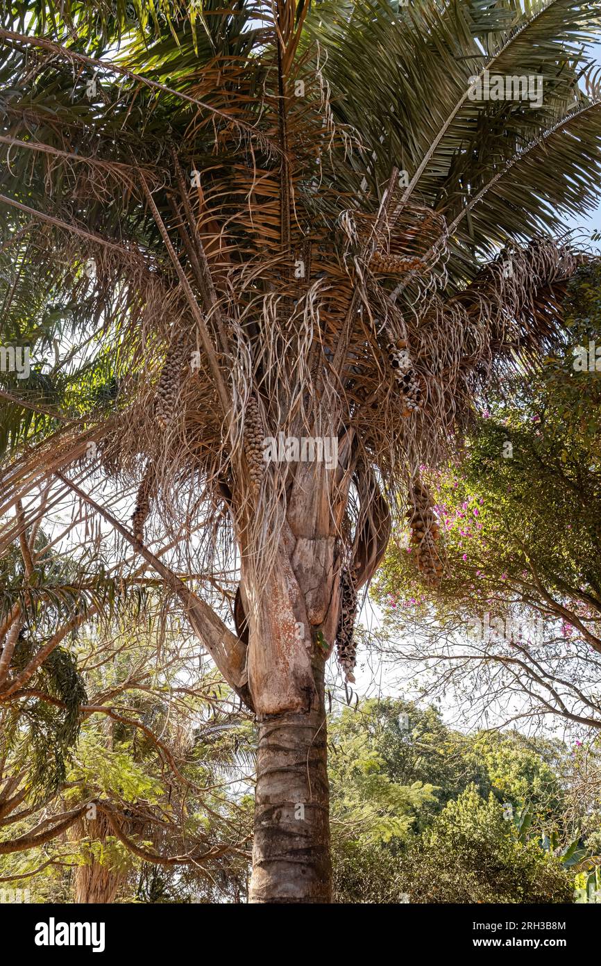 Babassu Palm Tree of the species Attalea speciosa Stock Photo