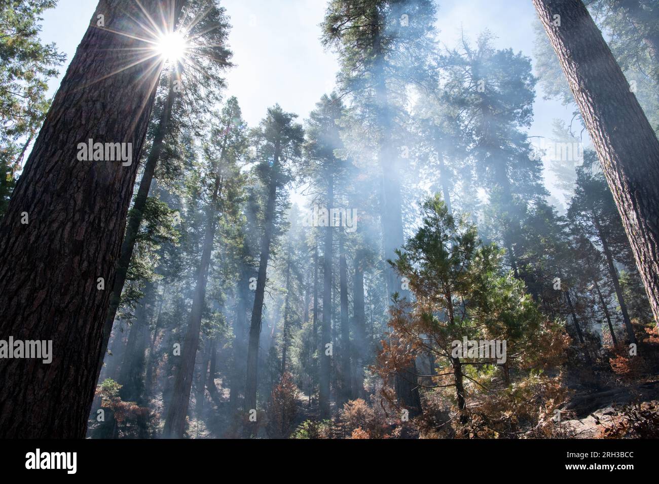 Stanislaus National Forest in the Sierra Nevada of California right after a forest fire burned through leaving behind smoke and charred trees. Stock Photo