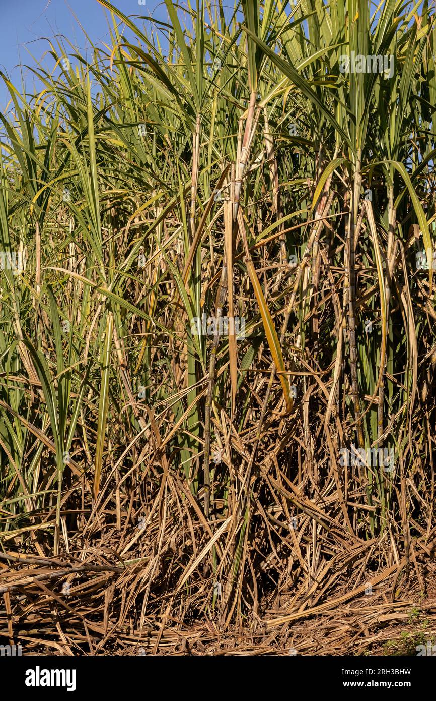 Close up Sugarcane plants of the species Saccharum officinarum Stock Photo
