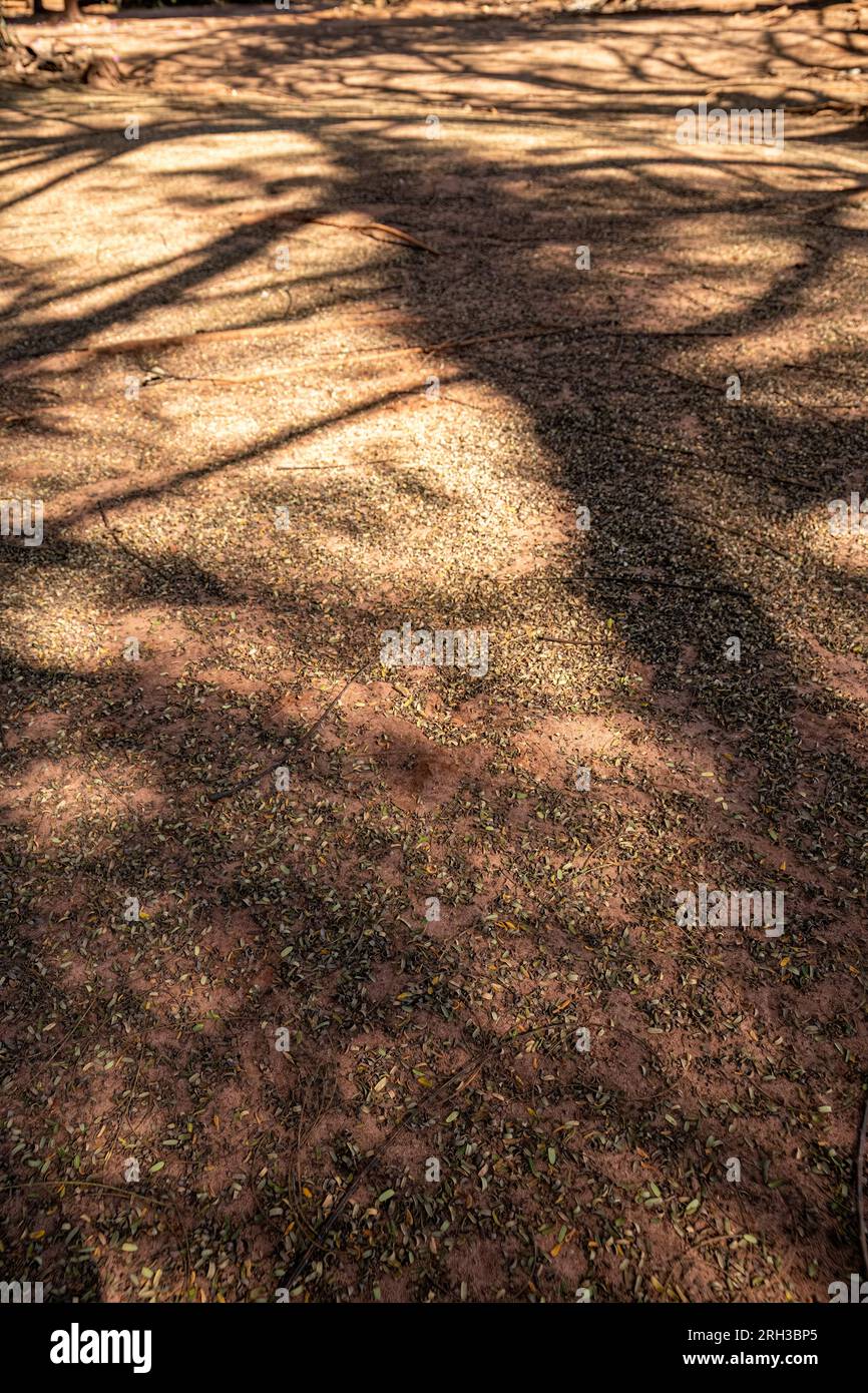 earthen floor background with several small fallen dry leaves Stock Photo