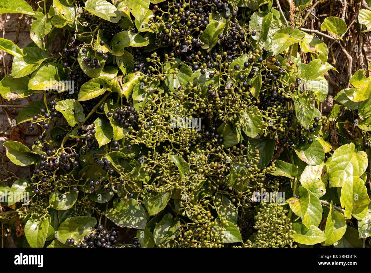Possum Grape Fruiting Plant of the species Cissus verticillata Stock Photo